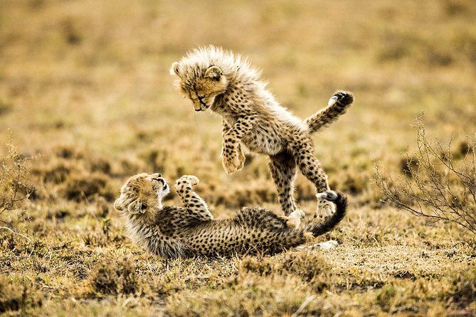 12 Days Best Of Kenya and Tanzania Safari - Luxury - Final Days and Reflection