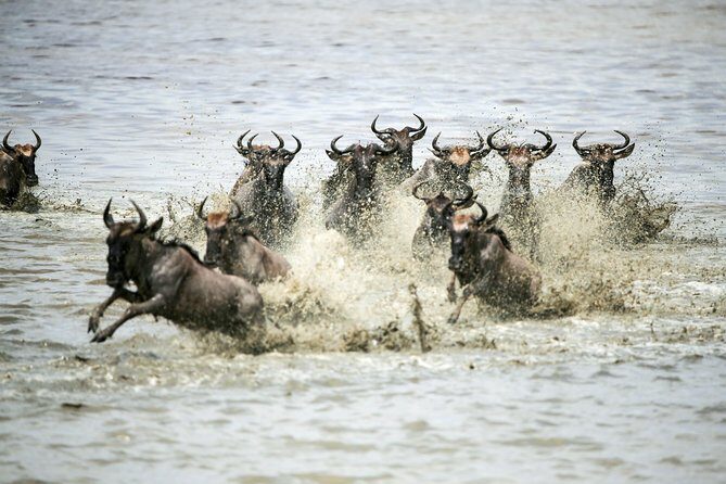 12 Days Best Of Kenya and Tanzania Safari - Luxury - Authentic Experiences and Traveler Insights