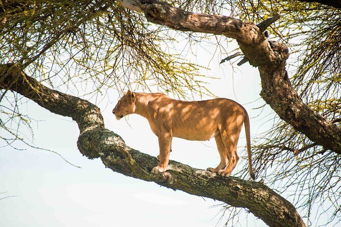 12 Days Best Of Kenya and Tanzania Safari - Luxury - Practical Details Matter