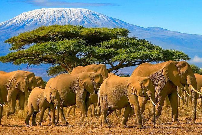12-Days Best Of Kenya Big Five Wildlife Private Safari - Transition to Hells Gate and Lake Naivasha