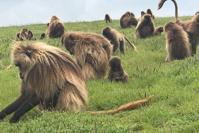 12 Days Ethiopia Tour - Final Thoughts