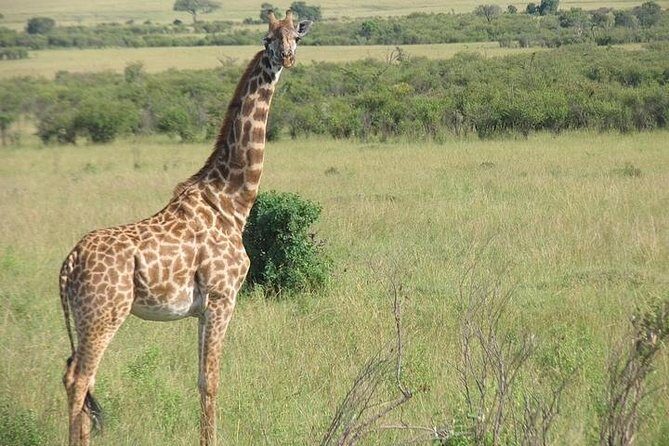 12 Days Kenya and Tanzania Budget Private Safari from Nairobi - Final Words