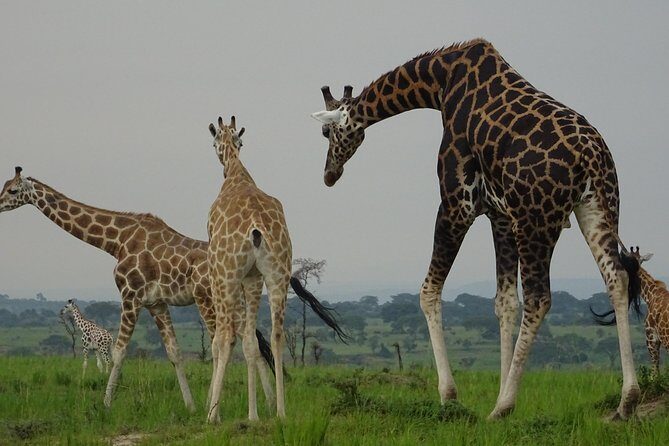12 Days Memorable Experience tour in Uganda - Key Points