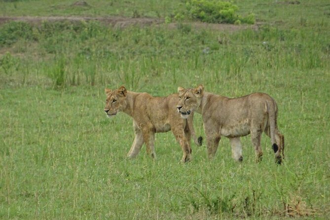 12 Days Memorable Experience tour in Uganda - Who Should Consider This Tour?