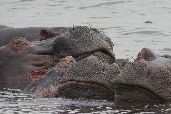 12 Days Memorable Experience tour in Uganda - Final Thoughts