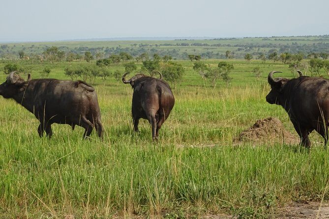 12 Days Memorable Experience tour in Uganda - FAQs
