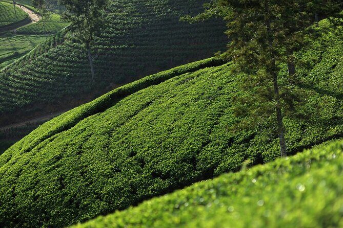12 Days Private Escape Tour- Best of Sri Lanka - An In-Depth Look at the Itinerary and Experience