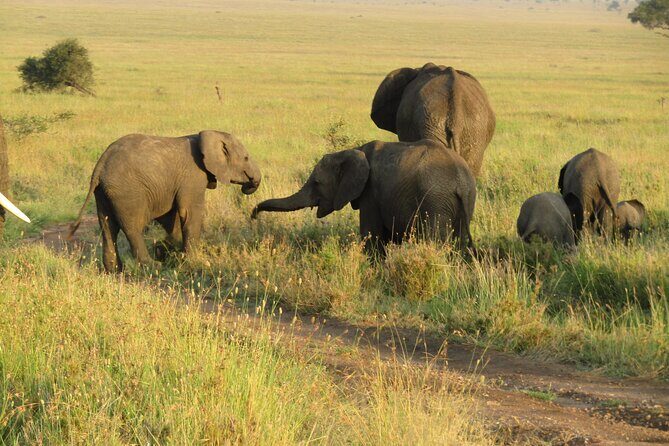 12 Days Safari Tour around Mt Kilimanjaro off the beaten - Who Is This Safari Best For?