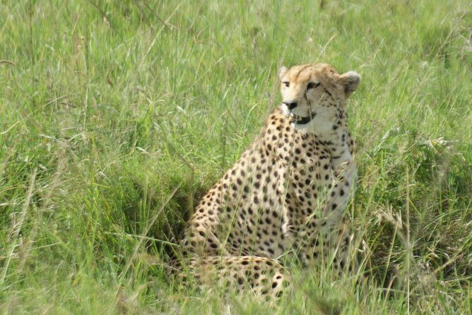 12 Days Samburu Ol-pejeta lake Nakuru Masai Mara lake Naivasha Amboseli safari - A Deep Dive into the 12-Day Kenyan Safari Experience