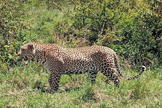 12 Days Samburu Ol-pejeta lake Nakuru Masai Mara lake Naivasha Amboseli safari - Who Will Love This Tour?