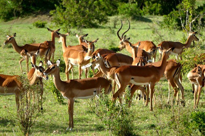 12 Days Samburu Ol-pejeta lake Nakuru Masai Mara lake Naivasha Amboseli safari - Frequently Asked Questions
