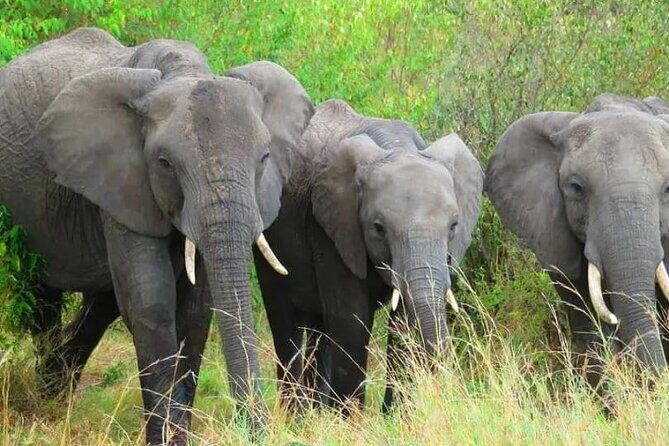 12 Days Samburu Ol-pejeta lake Nakuru Masai Mara lake Naivasha Amboseli safari - Final Thoughts