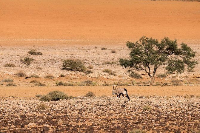 12 Days Tour Namibia In Plus | Self Drive Lodge - A Detailed Look at the Namibia 12-Day Self-Drive Tour
