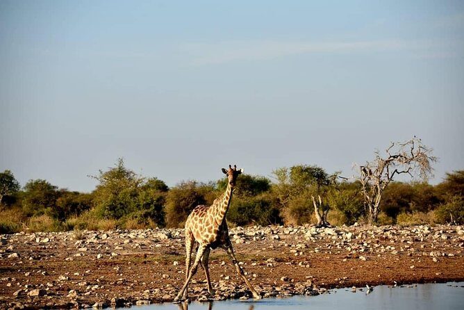 12 Days Tour Namibia In Plus | Self Drive Lodge - Why This Tour Offers Value