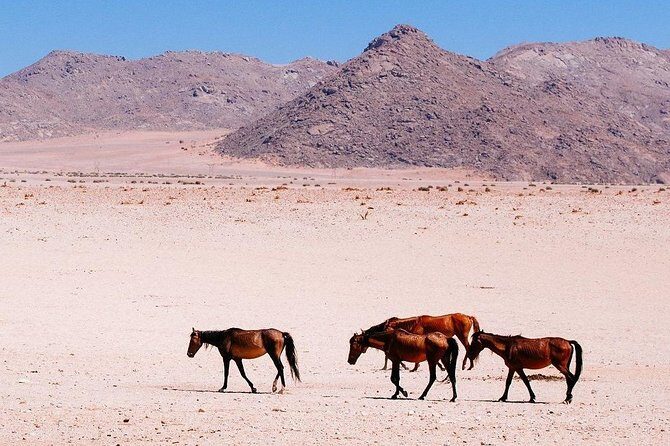 12 Days Tour Namibia In Plus | Self Drive Lodge - FAQ