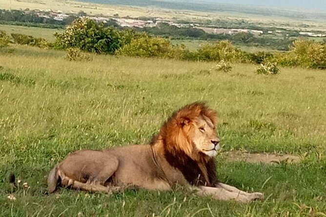 12 Days wildebeest migration Masai Mara Nakuru Uganda gorilla trekking safari - Final Thoughts