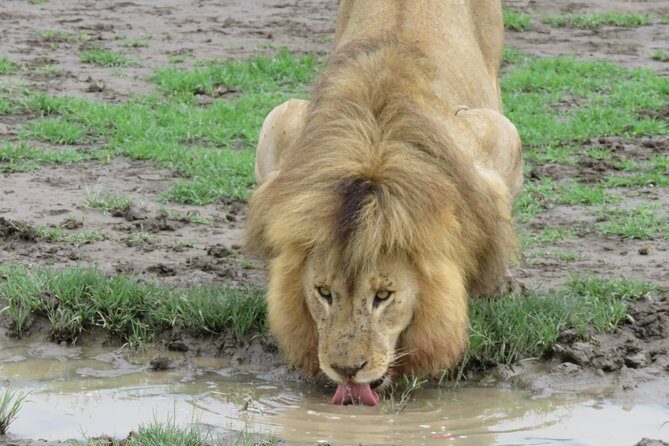 12 Days Wildlife Safaris And Culture Tour - Discover the 12 Days Wildlife Safaris And Culture Tour: A Complete Guide