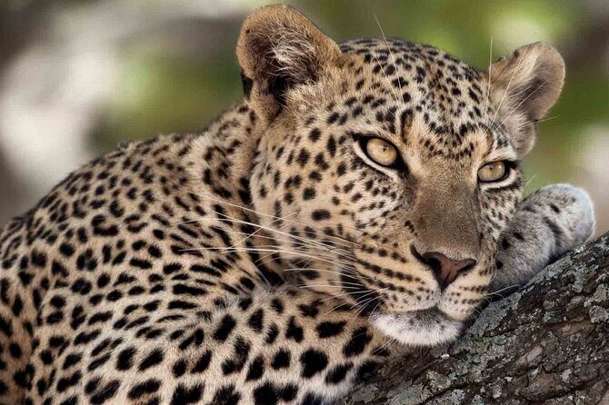 12 Days Wildlife Safaris And Culture Tour - Who Should Consider This Tour?