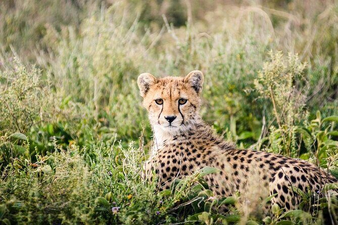 12 Days Wildlife Safaris And Culture Tour - Frequently Asked Questions