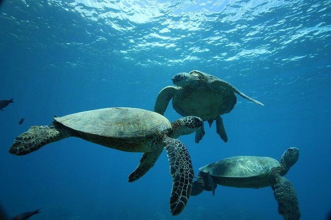 12pm Turtle Canyon Snorkel Adventure - Key Points