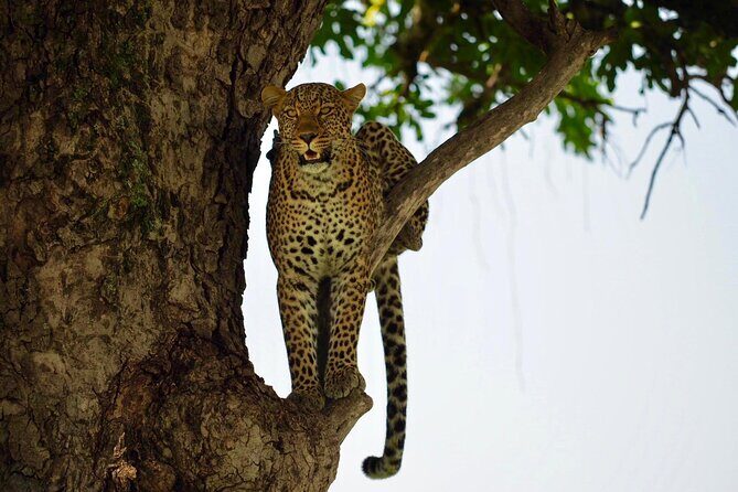 13-Day Private Wildlife Safari Tour of Kenya and Tanzania - Crossing into Tanzania: Lake Victoria and Serengeti