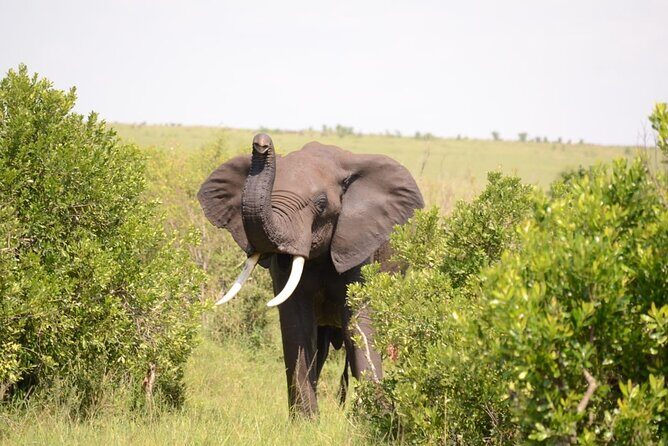 13-Day Private Wildlife Safari Tour of Kenya and Tanzania - The Final Stop: Tarangire National Park
