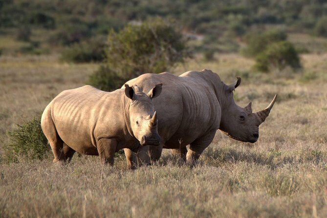 13 Day Safari - Cape Town to Johannesburg - An Overview of the Experience