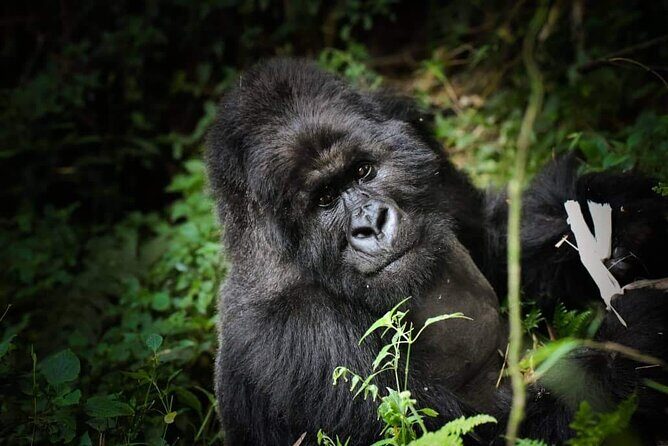 13-Day Uganda Mgahinga Gorilla Trek, Maasai Amboseli Park - What Makes This Tour Special?