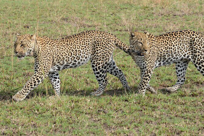 13 Day Uganda Safari with Gorillas, Chimps & Tree climbing lions - Starting in Entebbe and Kampala