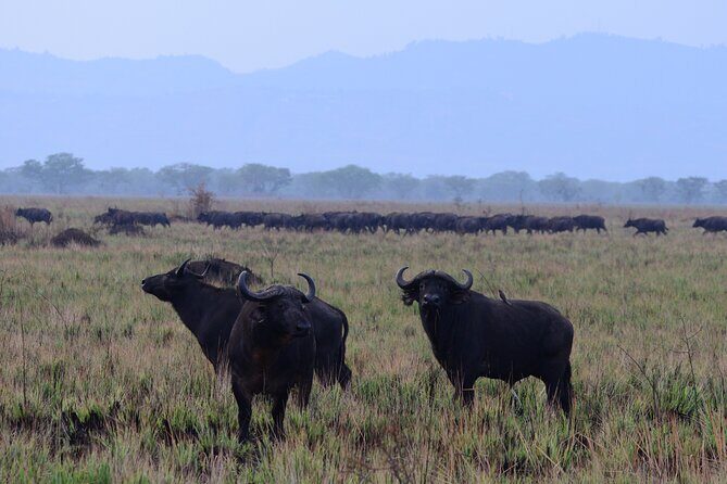 13 Day Uganda Safari with Gorillas, Chimps & Tree climbing lions - Queen Elizabeth National Park: The Landscape of Diversity