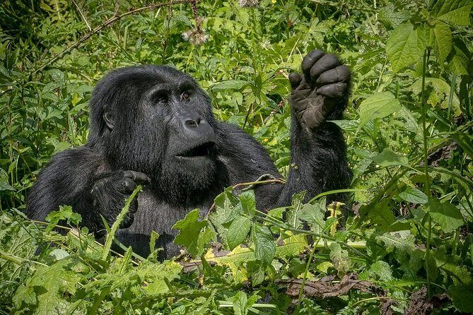 13 Day Uganda Safari with Gorillas, Chimps & Tree climbing lions - Lion and Tree-Climbing Lions in Queen Elizabeth