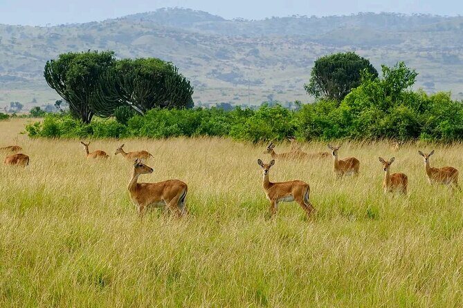 13 Day Uganda Safari with Gorillas, Chimps & Tree climbing lions - Bwindi Impenetrable Forest: The Gorilla Encounter of a Lifetime