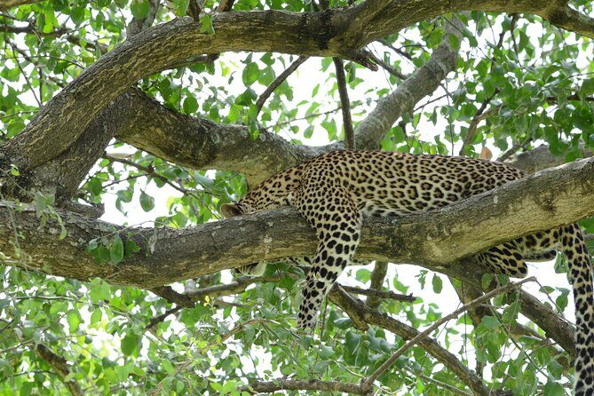 13 Day Uganda Safari with Gorillas, Chimps & Tree climbing lions - Lake Bunyonyi and Lake Mburo: Relaxation and Final Wildlife Encounters