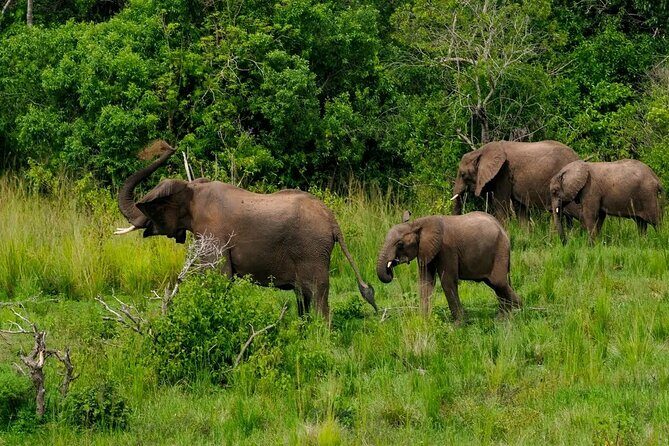 13 Day Uganda Safari with Gorillas, Chimps & Tree climbing lions - Practicalities and Value