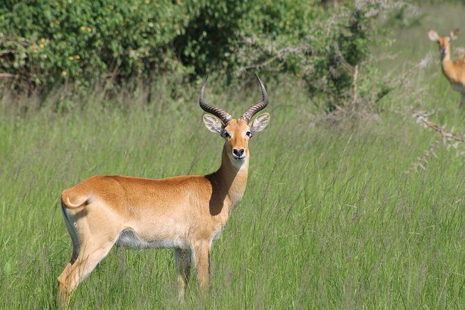 13-Day Wildlife Adventure Trip to the Pearl of Africa - Why This Tour Delivers Value