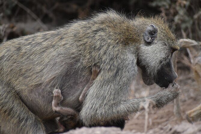 13 Days Best of Kenya and Tanzania BudgetSafari - Starting Your Adventure in Nairobi and Crossing Borders