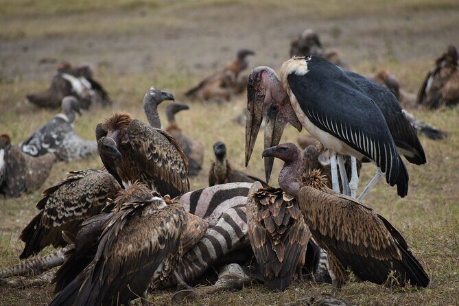 13 Days Best of Kenya and Tanzania BudgetSafari - The Serengeti: Iconic Plains and Big Cats