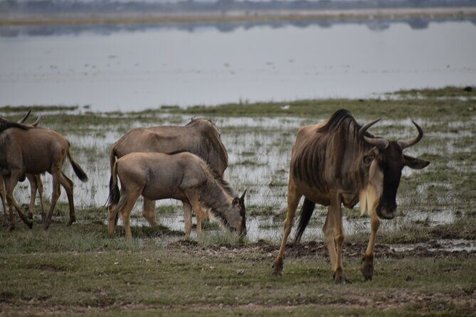 13 Days Best of Kenya and Tanzania BudgetSafari - Ngorongoro Crater and Unique Landscapes