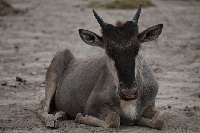13 Days Best of Kenya and Tanzania BudgetSafari - Final Tanzanian Parks and Return