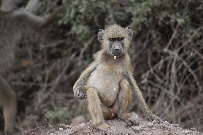 13 Days Best of Kenya and Tanzania BudgetSafari - Practical Aspects and What You Can Expect