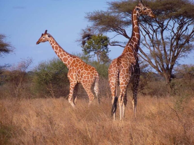 13 Days of Wild Wonder Kenya & Tanzania Safari in a 4x4 Jeep - Key Points