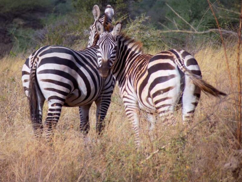 13 Days of Wild Wonder Kenya & Tanzania Safari in a 4x4 Jeep - The Experience You’ll Take Home