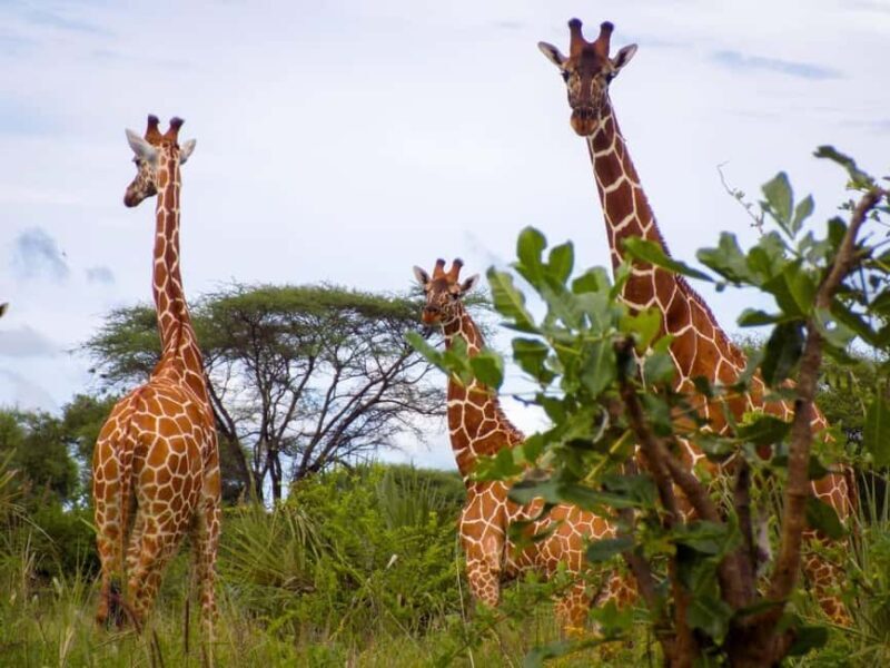 13 Days of Wild Wonder Kenya & Tanzania Safari in a 4x4 Jeep - FAQ