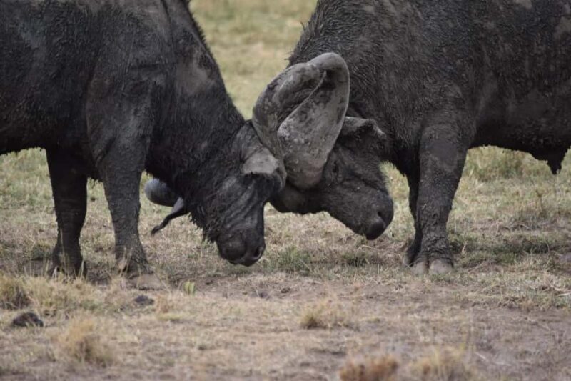 13 Days of Wild Wonder Kenya & Tanzania Safari in a 4x4 Jeep - Final Thoughts