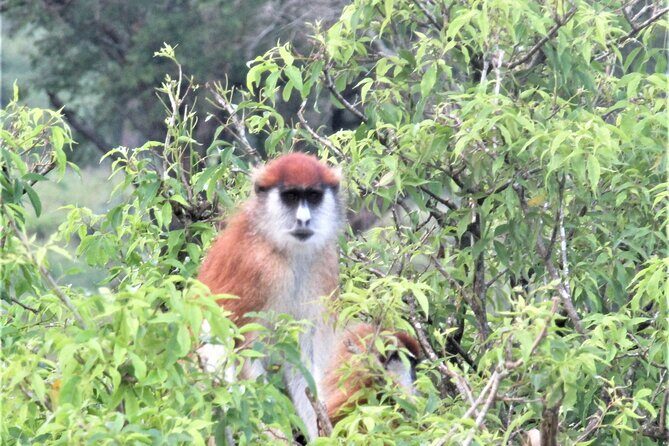 13 Days Private tour to discover Uganda's Best Safari - An In-Depth Look at Uganda’s Safari Adventure