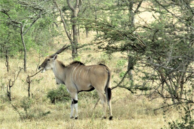 13 Days Private tour to discover Uganda's Best Safari - FAQ