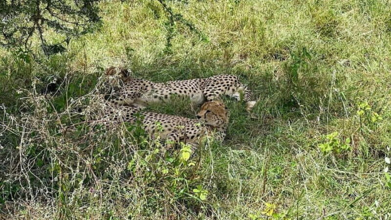 13 Days Ultimate Tanzania Wildlife Safari Tour - Authenticity and Unique Experiences