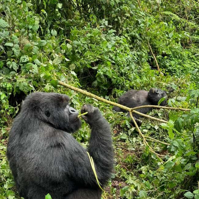 13-Days wildlife safari in Rwanda - Key Points