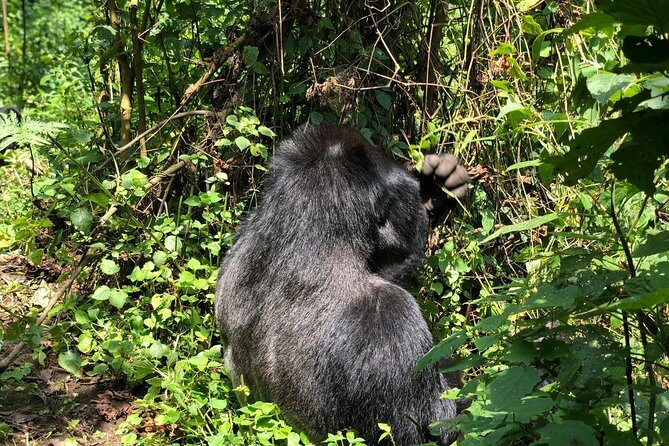 14 Day Pearl of Africa Uganda Classic Wildlife Safari - What It Means for Travelers