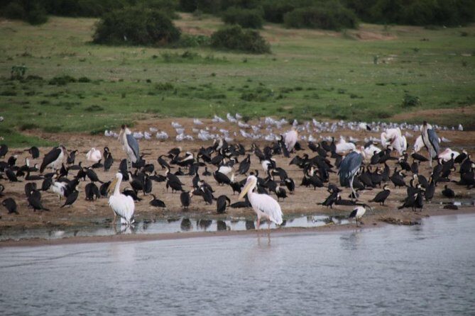 14 Day Pearl of Africa Uganda Classic Wildlife Safari - The Sum Up